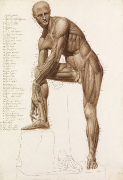 Studio anatomico: muscolatura umana, nella posa dell