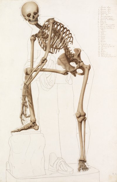 Studio anatomico: lo scheletro umano nella posa di Prassitele "Ermes che allaccia il sandalo" da John Bathe
