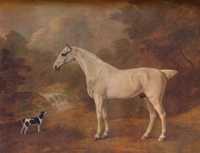 Un grigio macchiato e un terrier maculato da John Boultbee