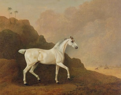 Un cavallo arabo grigio in un paesaggio desertico da John Boultbee