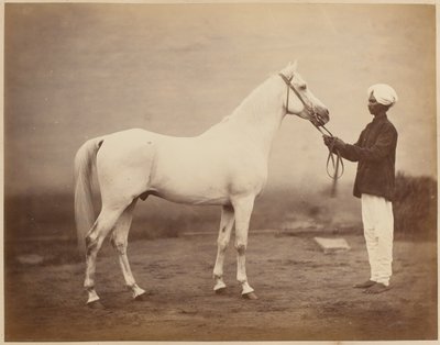 Cavallo del tenente generale Sir Frederick Sleigh Roberts, "Vonolel", circa 1885 da John Burke