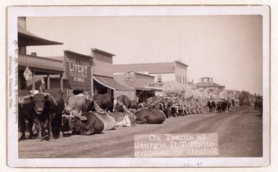 Squadre di buoi a Sturgis, D.T., pub.1887 - 1892 (foto) da John C. H. Grabill