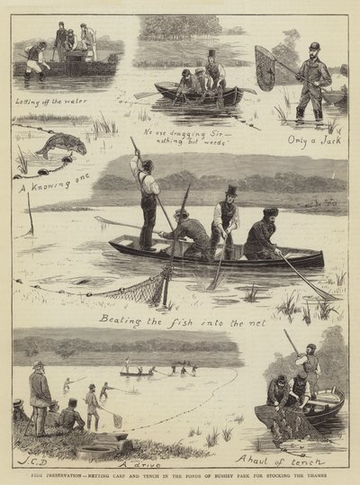 Conservazione del pesce, pesca di carpe e tinche negli stagni di Bushey Park per il rifornimento del Tamigi da John Charles Dollman