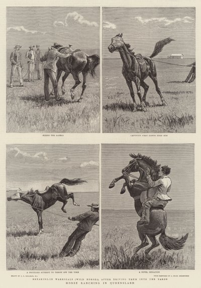 Allevamento di cavalli nel Queensland da John Charles Dollman
