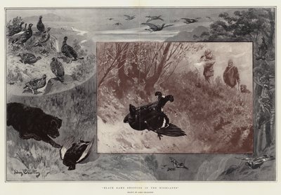 Caccia al gallo nero nelle Highlands da John Charlton