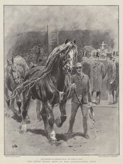 La mostra del cavallo Shire alla Agricultural Hall da John Charlton