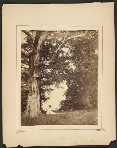 Washington Oak, Pres qu