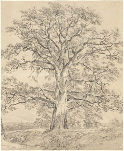 Una Grande Quercia da John Constable