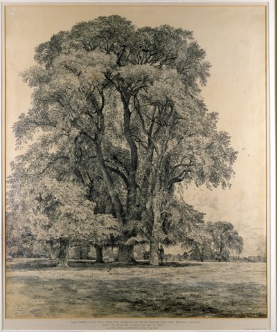 Olmi nel parco di Old Hall, East Bergholt, 1817 da John Constable