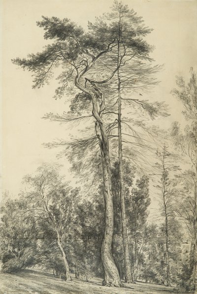 Abeti, c.1833 da John Constable