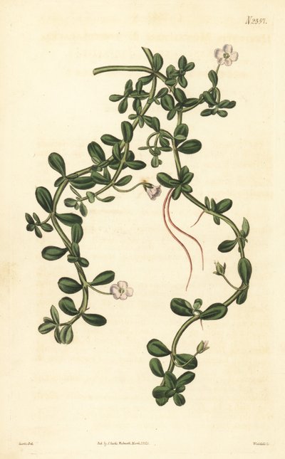 Brahmi o giacinto d