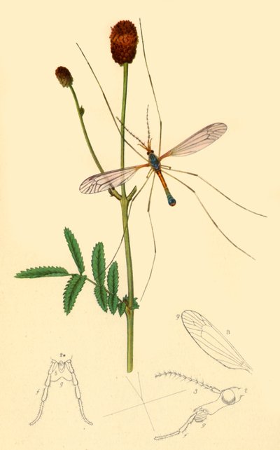 Crane-Fly: Tipula longicornis da John Curtis