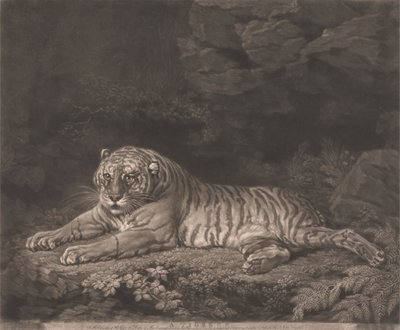 Una tigre da John Dixon