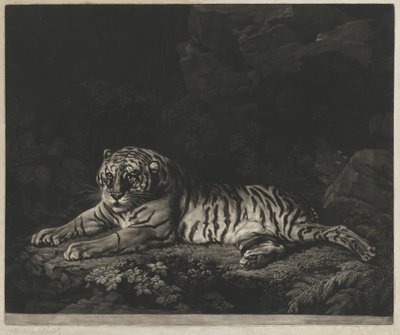 Una tigre da John Dixon after George Stubbs