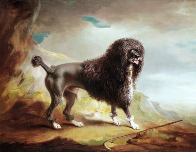 Un cane d