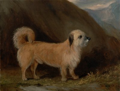 Un Dandie Dinmont Terrier da John E. Ferneley