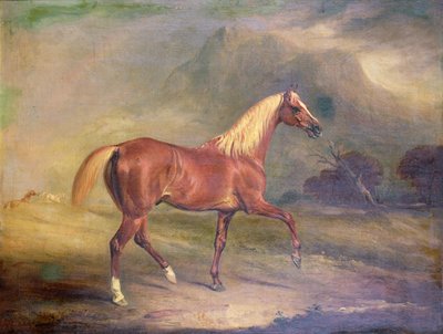 Stallone arabo castano da John E. Ferneley