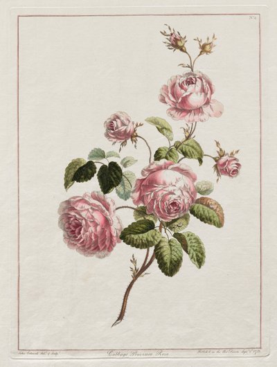 Una Collezione di Fiori Disegnati dal Vero - Rosa Cavolo della Provincia da John Edwards