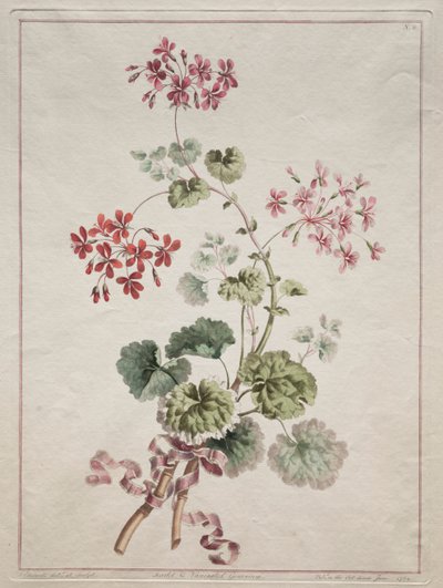 Una collezione di fiori disegnati dalla natura: No. 6 - Geranio scarlatto e variegato da John Edwards