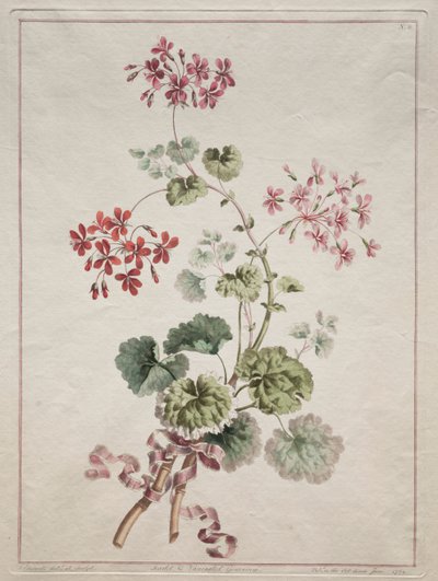 Una Collezione di Fiori Disegnati dalla Natura: No. 6 - Geranio Scarlatto e Variegato, 1801 da John Edwards