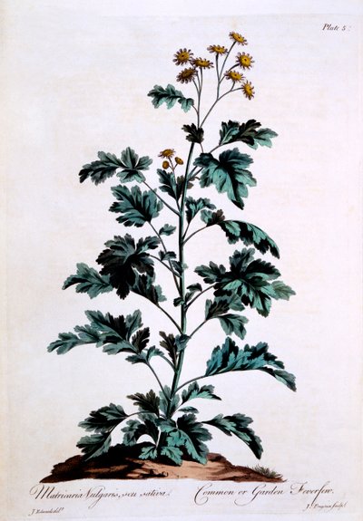 Feverfew comune o da giardino, illustrazione da 