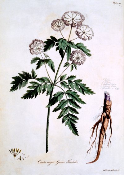 Cicuta maggiore, illustrazione da 