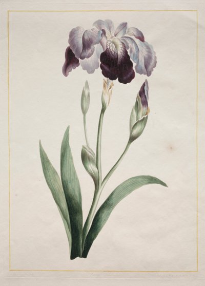 Iris giapponese (Grande iris blu) da John Edwards
