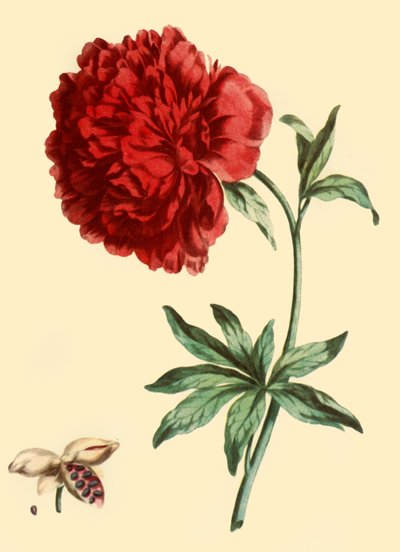 Peonia: Paeonia Faemina Flore Pleno Rubro Majore, 1769, 1946 da John Edwards