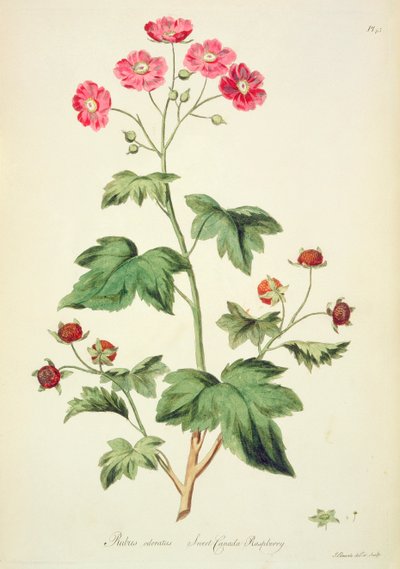 Lampone: Sweet Canada (pl.45) da 