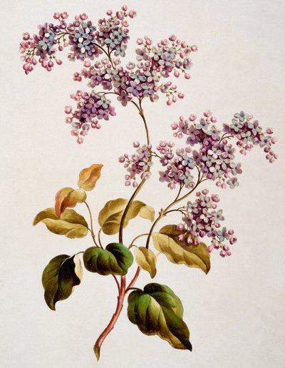 Lillà scozzese, pubblicato nel 1793 da John Edwards