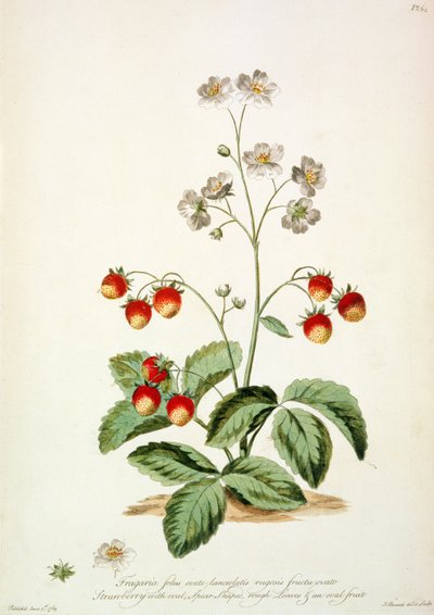 Fragola: Foglie ovali a forma di lancia e un frutto ovale da 