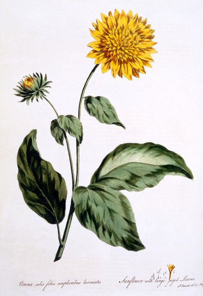Girasole con grandi foglie frastagliate, illustrazione da 