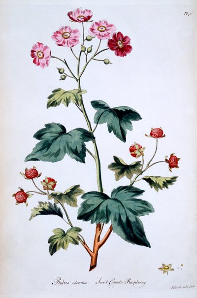 Dolce lampone canadese [Rubus odoratus], illustrazione da 