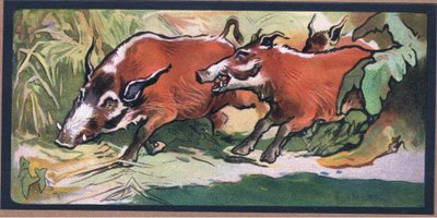 Babirussa da John Edwin Noble