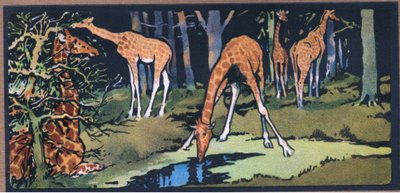 Giraffa da John Edwin Noble