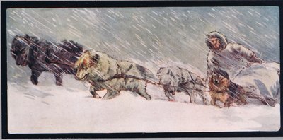 Huskies che trainano una slitta, illustrazione da 