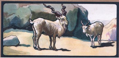 Markhor (Capra) da John Edwin Noble