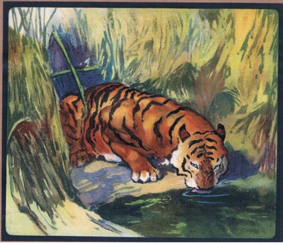 Tigre da John Edwin Noble