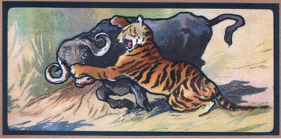 Tigre e bufalo da John Edwin Noble