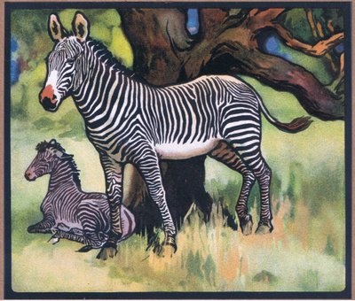 Zebre da John Edwin Noble