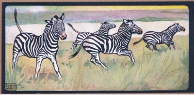 Zebre da John Edwin Noble