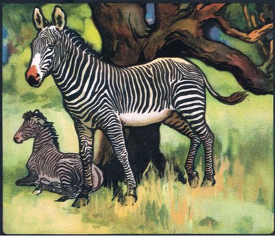 Zebre, illustrazione da 