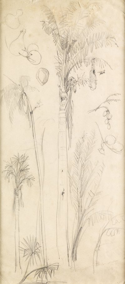 Palme da John Everett Millais