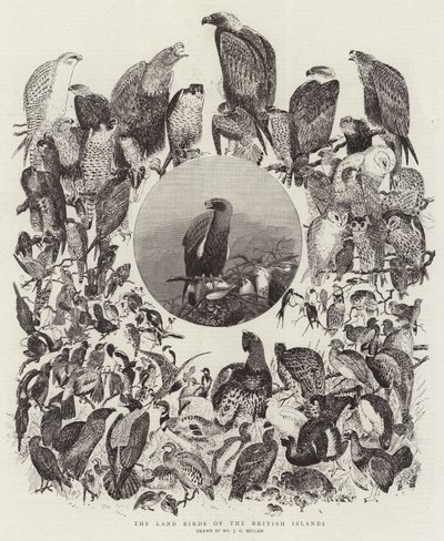 Gli uccelli terrestri delle isole britanniche da John Everett Millais