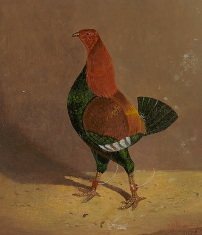 Galli da combattimento: un gallo da combattimento dal petto scuro, rivolto a sinistra da John Frederick Herring