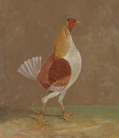 Galli da combattimento: un gallo da combattimento dal petto pallido, rivolto a destra da John Frederick Herring
