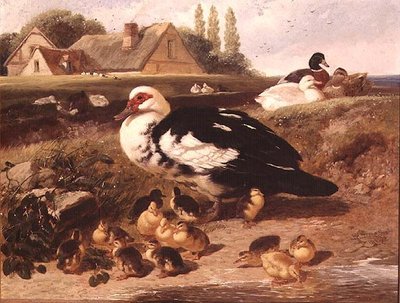 Anatre e anatroccoli da John Frederick Herring Jnr