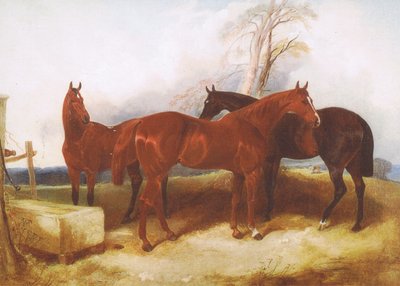 Un gruppo di cavalli, da una rivista o libro fonte sconosciuta da John Frederick Herring Senior