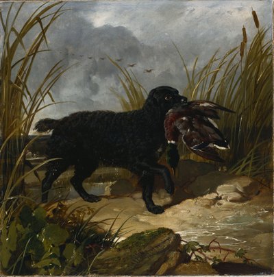 Un Irish Water Spaniel che recupera un