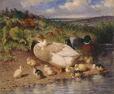 Anatre presso un ruscello da John Frederick Herring Snr